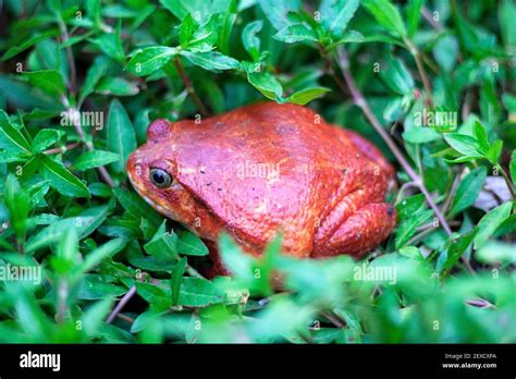 Dyscophus Antongilli Hi Res Stock Photography And Images Alamy