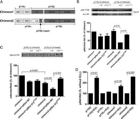 Transformation Potential Of P Chimeras A Schematic