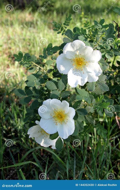 V Xa F R Blommor I De Altai Bergen I Sibirien Arkivfoto Bild Av Sj Ar