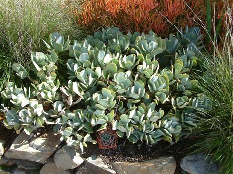 Crassula arborescens