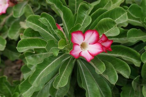 Adenium Obesum La Rosa Del Desierto Garden Catalunya Plants Sant