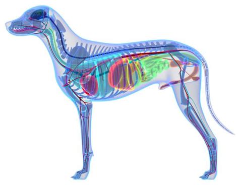 Anatomía del perro Externa e Interna con FOTOS