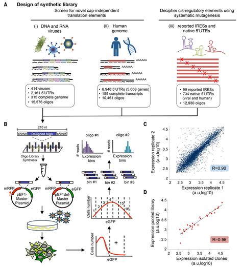 Systematic Discovery Of Cap Independent Translation Sequences In Human