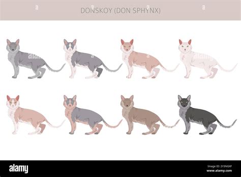 Donskoy Don Sphynx Cat Clipart All Coat Colors Set All Cat Breeds