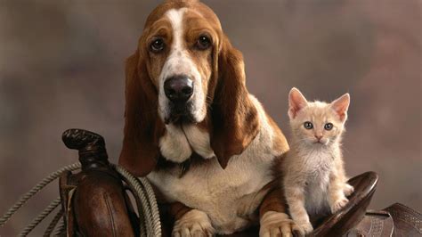 Cats And Dogs Wallpaper 54 Images