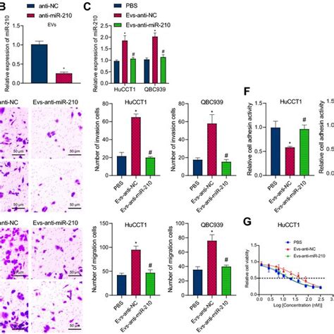 Tumor Cell Derived Evs Mir Inhibits Reck To Promote Cca Cell