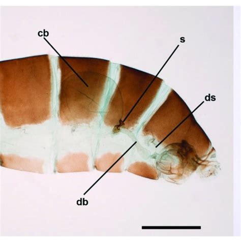 General Shape Of The Spermatophore Of L Aripa A Cb With