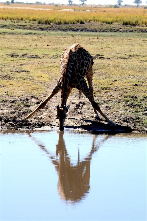 Banco De Imagens Panorama Agua Natureza Grama Região Selvagem