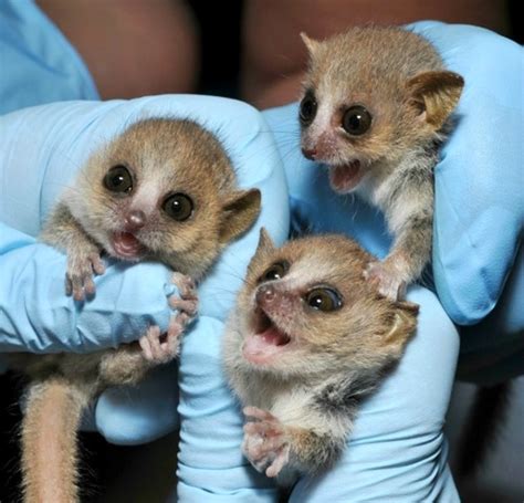 Behold the Cuteness: Tiny Gray Mouse Lemurs Born At Duke Lemur Center