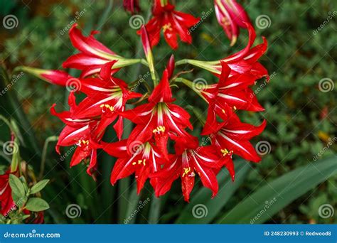 Red And White Amaryllis Flowers Stock Image Image Of Grown Trumpet