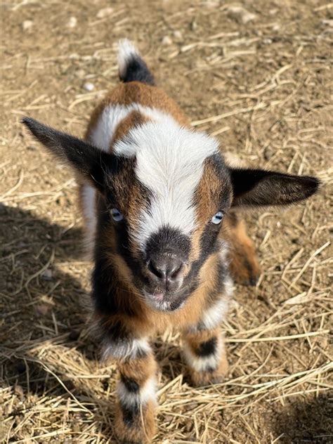 Polled Nigerian Dwarf Goats For Sale Near Me Adena Stover