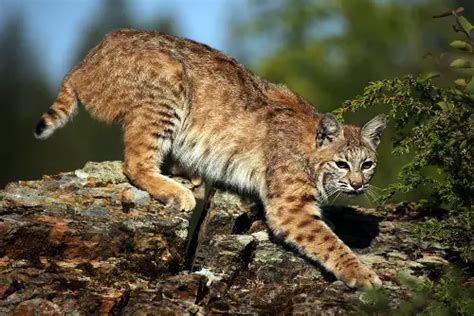10 Interesting Bobcat Facts My Interesting Facts