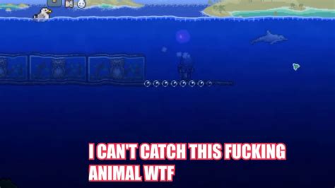 Terraria Dolphin Youtube