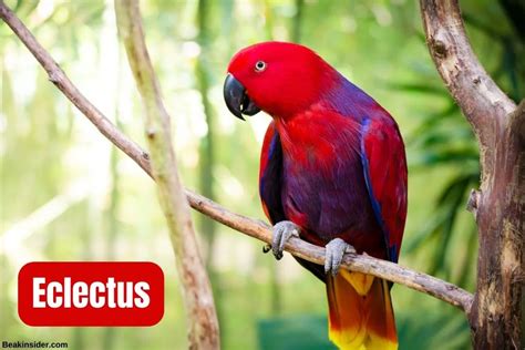 How Many Species Of Parrots Are There? Complete Guide