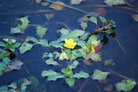 Primrose Willow And Water Primrose Ludwigia Grandiflora Ludwigia