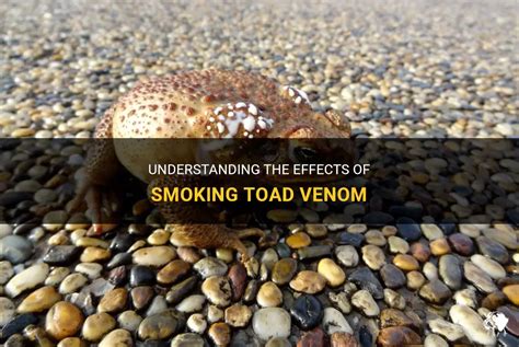 Understanding The Effects Of Smoking Toad Venom Petshun