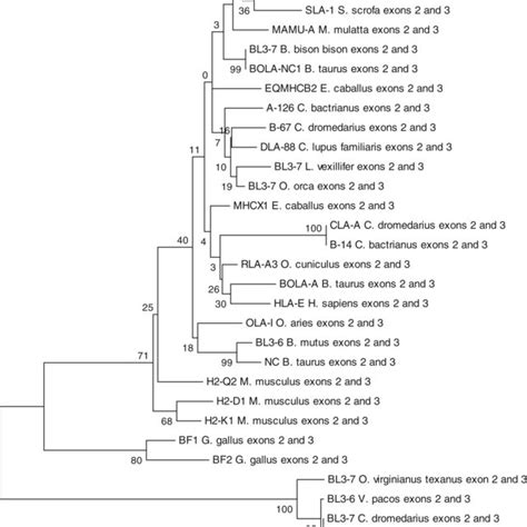 The Phylogenetic Tree Of The Exons And From Selected Mhc Class I