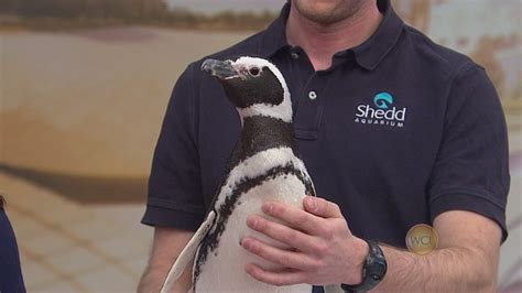 Shedd Aquarium expands penguin rescue efforts - ABC7 Chicago