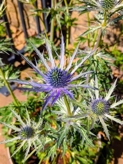 Thistle Starting To Colour Rgardening