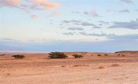 Pequenos Arbustos Crescendo No Deserto Como Paisagem Nuvens Do P R Do