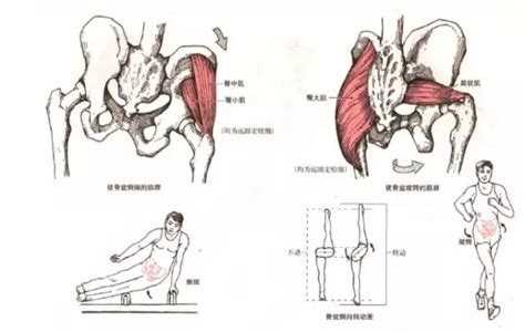 骨盆前倾、后倾、侧倾、旋转，一篇文章全讲解！ 知乎