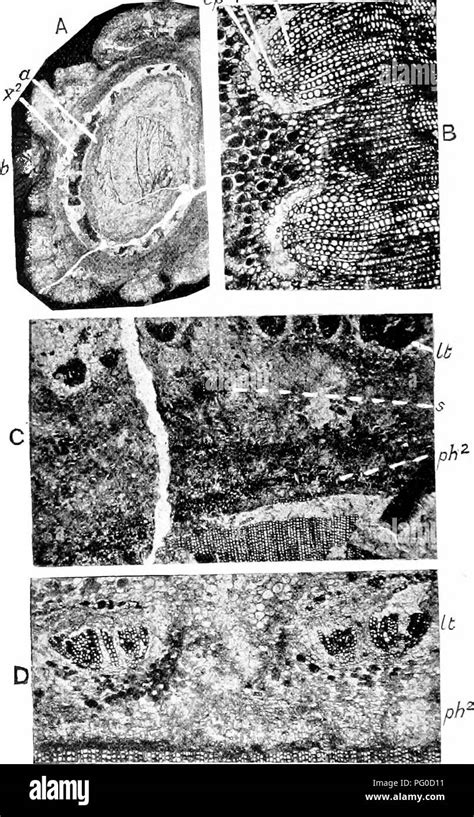 Fossil Plants For Students Of Botany And Geology Paleobotany 272