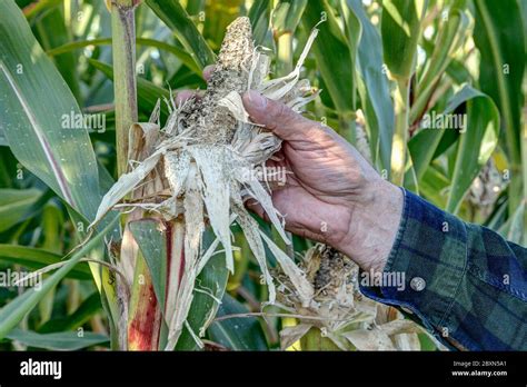 A Hunter Shows A Corncob Eroded By Crows On A Corn Field In Recent