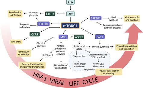 Frontiers Hiv Replication And Latency Are Balanced By Mtor Driven