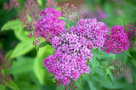 Ornamental Oregano Flower Closeup Photograph by Tracie Fernandez - Pixels