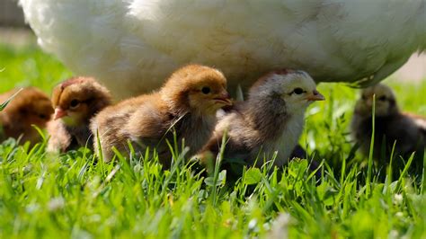 H Hnerhaltung Im Garten H Hner Gegen Schnecken Tipps