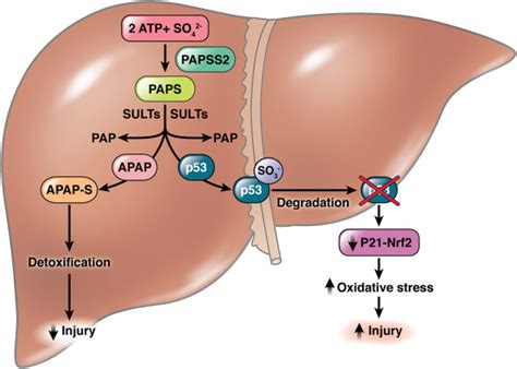 Sulfation In Acetaminophen Induced Liver Injury Friend Or Foe