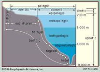 Neritic zone | oceanography | Britannica.com