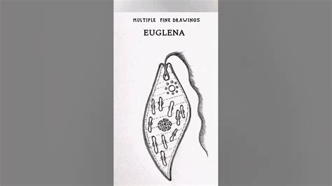 How To Draw Euglena Diagram Euglena Drawing Shorts Youtube