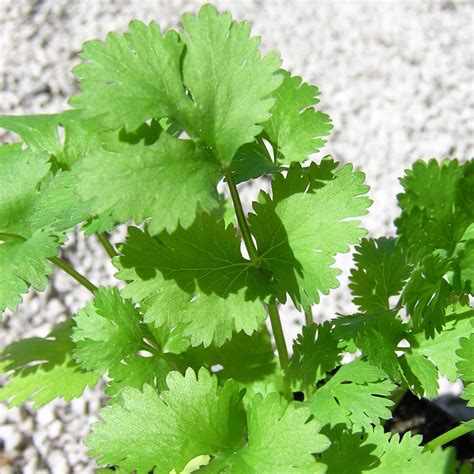 Coriander Seed Organic Essential Oil Oshadhi Essential Oils