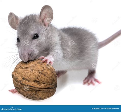 Rat Eating A Nut Royalty Free Stock Photography Image 30500127