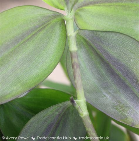 ‘purple Plush • Tradescantia Hub