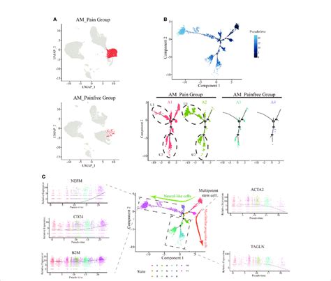 Differentiation Of Multipotent Stem Cells Into Neural Like Cells In The