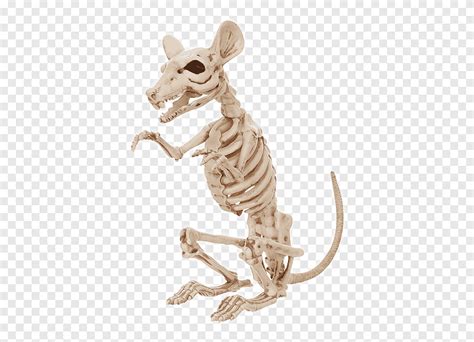 Animal Skeleton Clipart Images