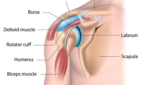 The Most Common Shoulder Injuries: Is It a Rotator Cuff Tear, Labrum ...