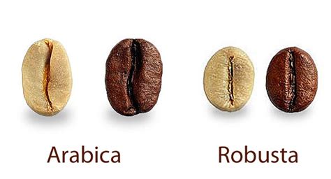 Arabica, Robusta and everything in-between - Gegrond