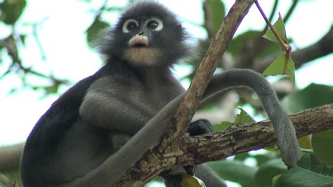 Cute Monkey With Long Tail In Treetop Stock Footage Video 1792616 ...