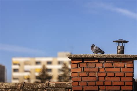 Merpati Cerobong Asap Atap Foto Gratis Di Pixabay Pixabay