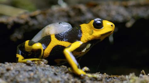 Being A Poison Dart Frog Parent Is Hard 4k Uhd Seven Worlds One