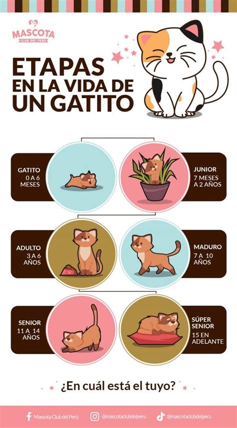 Etapas En La Vida De Un Gatito Mascota Club Del Perú