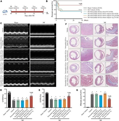 Frontiers Exosomes Derived From Pericardial Adipose Tissues Attenuate