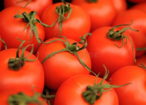 Manojo De Tomates Rojos Grandes Foto De Archivo Imagen De Fruta