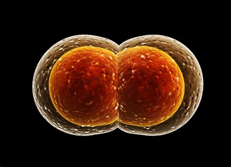 Bacteria And How They Multiply Haccp