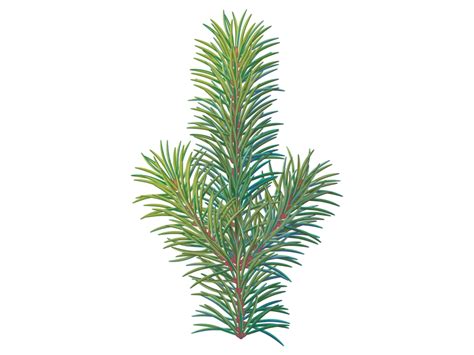 Pine Tree Branch Png Transparent Image Freepngdesign