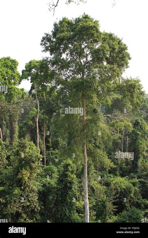 Kakum National Park Ghana Western Africa Stock Photo Alamy