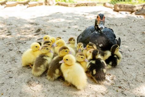 Mother Duck with Her Ducklings. There are Many Ducklings Following the ...